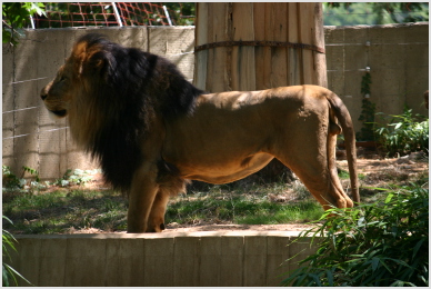 Everyone says it's good to be the King ...