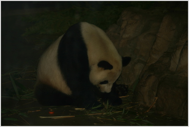 Bamboo.