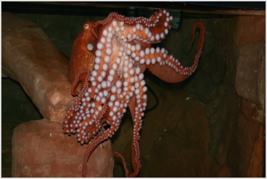 I dare you to count my suction cups.