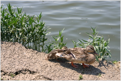 ducks