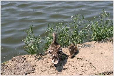 ducks