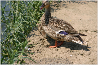 ducks close-up