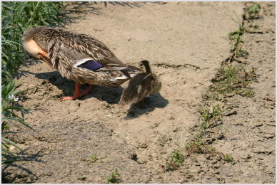 enough with the ducks already