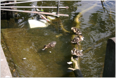 ducks (again Peggy?)