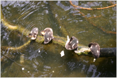 ducks