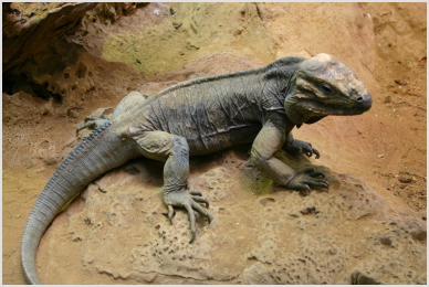 iguana