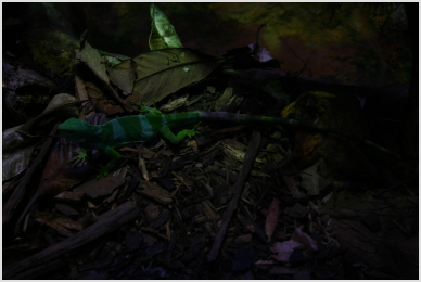 lizard
