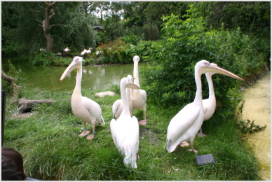pelicans