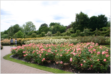 roses