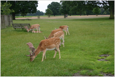 deer
