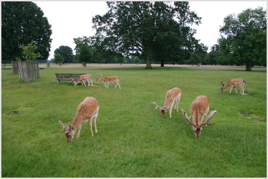 deer