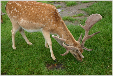 deer