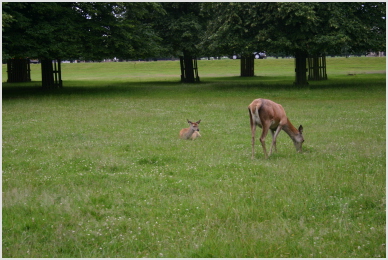 deer