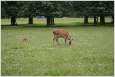 deer