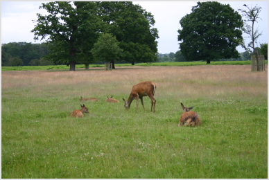 deer