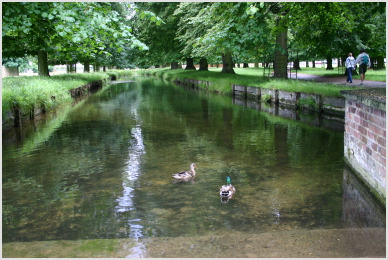 stream with ducks