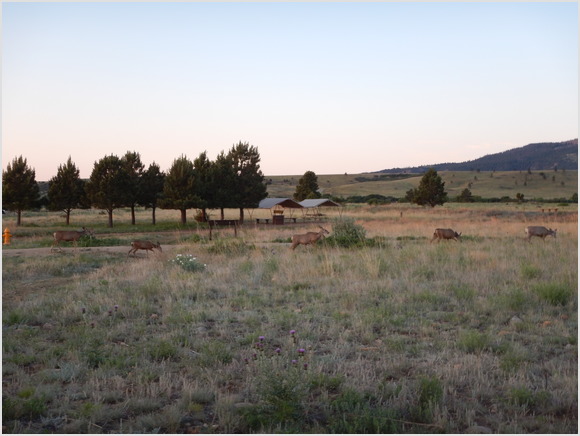 deer in base camp