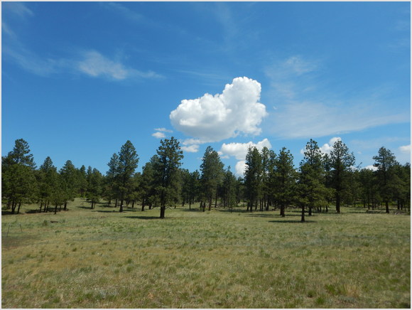 beautiful skies & forests