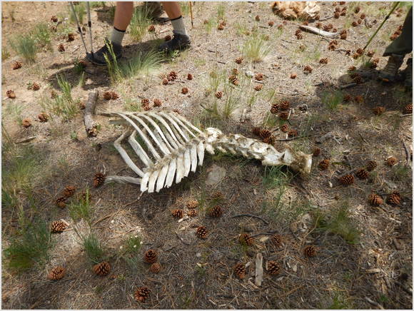 partial horse skeleton
