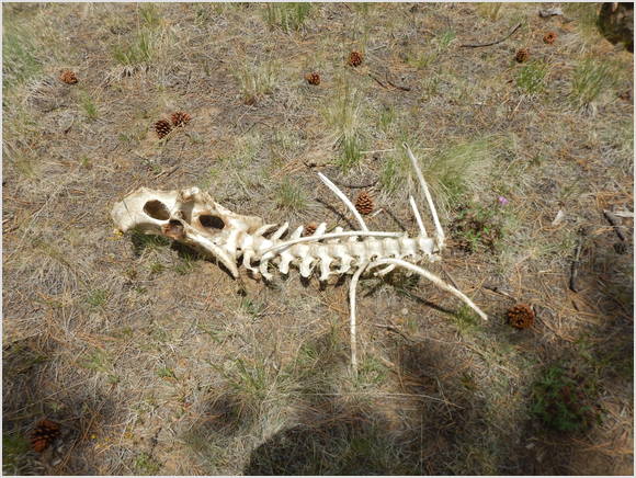 more remains