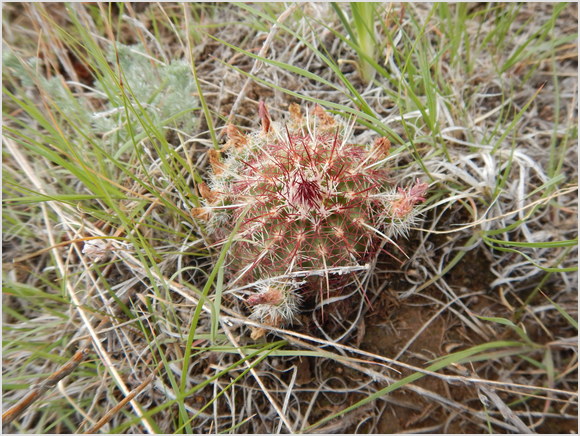 pretty little cactus