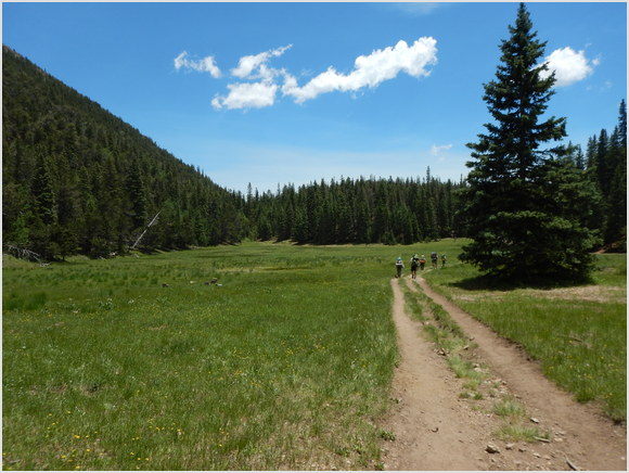 road around the meadow