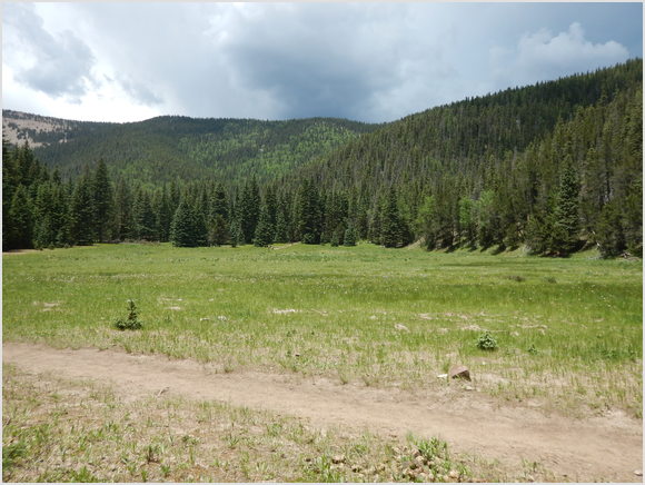 looking back across the meadow